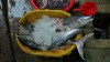  poissons du marche de Hon Gai. vietnam